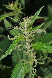 Große Brennnessel, Urtica dioica, Urticaceae, Urtica dioica, Große Brennnessel, Blühend Kauf von 00995_urtica_dioica_dsc_6591.jpg