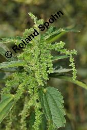 Große Brennnessel, Urtica dioica, Urticaceae, Urtica dioica, Große Brennnessel, Blühend Kauf von 00995_urtica_dioica_dsc_6597.jpg