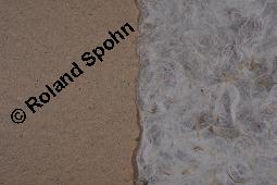 Große Brennnessel, Urtica dioica, Urticaceae, Urtica dioica, Große Brennnessel, Blühend Kauf von 00995_urtica_dioica_dsc_8066.jpg