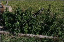 Große Brennnessel, Urtica dioica, Urticaceae, Urtica dioica, Große Brennnessel, Blühend Kauf von 00995urtica_dioicaimg_4619.jpg