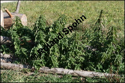 Große Brennnessel, Urtica dioica, Urticaceae, Urtica dioica, Große Brennnessel, Blühend Kauf von 00995urtica_dioicaimg_4620.jpg