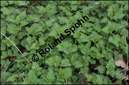 Große Brennnessel, Urtica dioica, Urticaceae, Urtica dioica, Große Brennnessel, Blühend Kauf von 00995urtica_dioicaimg_6149.jpg