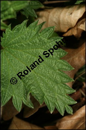 Große Brennnessel, Urtica dioica, Urticaceae, Urtica dioica, Große Brennnessel, Blühend Kauf von 00995urtica_dioicaimg_6395.jpg