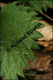 Große Brennnessel, Urtica dioica, Urticaceae, Urtica dioica, Große Brennnessel, Blühend Kauf von 00995urtica_dioicaimg_6396.jpg