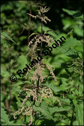 Große Brennnessel, Urtica dioica, Urticaceae, Urtica dioica, Große Brennnessel, Blühend Kauf von 00995urtica_dioicaimg_7877.jpg