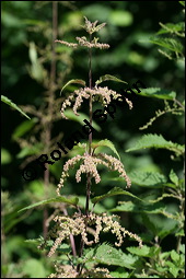 Große Brennnessel, Urtica dioica, Urticaceae, Urtica dioica, Große Brennnessel, Blühend Kauf von 00995urtica_dioicaimg_7878.jpg