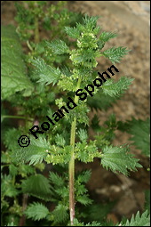 Kleine Brennnessel, Urtica urens, Urticaceae, Urtica urens, Kleine Brennnessel, Blühend Kauf von 00996urtica_urensimg_3135.jpg
