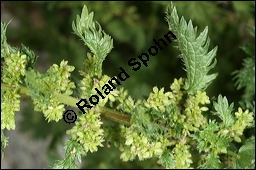 Kleine Brennnessel, Urtica urens, Urticaceae, Urtica urens, Kleine Brennnessel, Blühend Kauf von 00996urtica_urensimg_3136.jpg