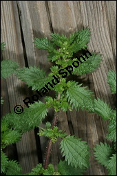 Kleine Brennnessel, Urtica urens, Urticaceae, Urtica urens, Kleine Brennnessel, Blühend Kauf von 00996urtica_urensimg_3139.jpg