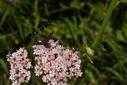 Echter Baldrian, Arznei-Baldrian, Valeriana officinalis Kauf von 01000_valeriana_officinalis_dsc_1600.jpg