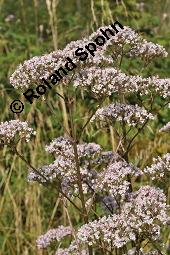 Echter Baldrian, Arznei-Baldrian, Valeriana officinalis Kauf von 01000_valeriana_officinalis_dsc_6632.jpg