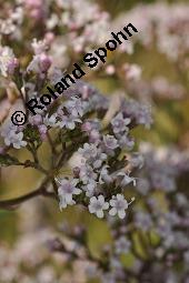 Echter Baldrian, Arznei-Baldrian, Valeriana officinalis Kauf von 01000_valeriana_officinalis_dsc_6633.jpg