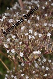 Echter Baldrian, Arznei-Baldrian, Valeriana officinalis Kauf von 01000_valeriana_officinalis_dsc_6634.jpg