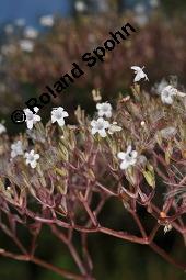Echter Baldrian, Arznei-Baldrian, Valeriana officinalis Kauf von 01000_valeriana_officinalis_dsc_6635.jpg