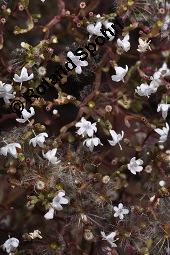 Echter Baldrian, Arznei-Baldrian, Valeriana officinalis Kauf von 01000_valeriana_officinalis_dsc_6637.jpg