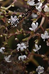 Echter Baldrian, Arznei-Baldrian, Valeriana officinalis Kauf von 01000_valeriana_officinalis_dsc_6638.jpg