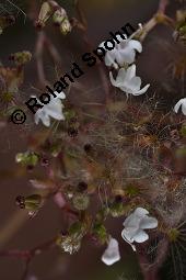 Echter Baldrian, Arznei-Baldrian, Valeriana officinalis Kauf von 01000_valeriana_officinalis_dsc_6639.jpg