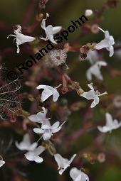 Echter Baldrian, Arznei-Baldrian, Valeriana officinalis Kauf von 01000_valeriana_officinalis_dsc_6640.jpg