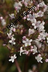 Echter Baldrian, Arznei-Baldrian, Valeriana officinalis Kauf von 01000_valeriana_officinalis_dsc_6666.jpg
