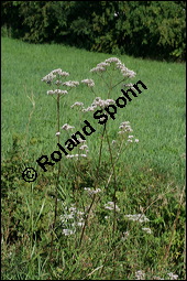 Echter Baldrian, Arznei-Baldrian, Valeriana officinalis Kauf von 01000valeriana_officinalesimg_3461.jpg