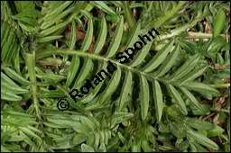 Echter Baldrian, Arznei-Baldrian, Valeriana officinalis Kauf von 01000valeriana_officinalisimg_6420.jpg