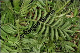 Echter Baldrian, Arznei-Baldrian, Valeriana officinalis Kauf von 01000valeriana_officinalisimg_6421.jpg