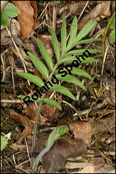 Echter Baldrian, Arznei-Baldrian, Valeriana officinalis Kauf von 01000valeriana_officinalisimg_6565.jpg
