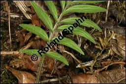 Echter Baldrian, Arznei-Baldrian, Valeriana officinalis Kauf von 01000valeriana_officinalisimg_6567.jpg