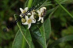 Weiße Schwalbenwurz, Vincetoxicum hirundinaria, Vincetoxicum officinale, Cynanchum hirundinaria, Vincetoxicum hirundinaria, Vincetoxicum officinale, Cynanchum vincetoxicum, Weiße Schwalbenwurz, Asclepiadaceae, mit Rostpilz, Rostpilz Cronartium flaccidum, Uredosporen auf Vincetoxicum hirundinaria, wechselt dann zu Pinus sylvestris Kauf von 01014_vincetoxicum_hirundinaria_dsc_1116.jpg