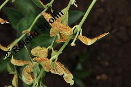 Weiße Schwalbenwurz, Vincetoxicum hirundinaria, Vincetoxicum officinale, Cynanchum hirundinaria, Vincetoxicum hirundinaria, Vincetoxicum officinale, Cynanchum vincetoxicum, Weiße Schwalbenwurz, Asclepiadaceae, mit Rostpilz, Rostpilz Cronartium flaccidum, Uredosporen auf Vincetoxicum hirundinaria, wechselt dann zu Pinus sylvestris Kauf von 01014_vincetoxicum_hirundinaria_dsc_7102.jpg