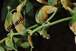 Weiße Schwalbenwurz, Vincetoxicum hirundinaria, Vincetoxicum officinale, Cynanchum hirundinaria, Vincetoxicum hirundinaria, Vincetoxicum officinale, Cynanchum vincetoxicum, Weiße Schwalbenwurz, Asclepiadaceae, mit Rostpilz, Rostpilz Cronartium flaccidum, Uredosporen auf Vincetoxicum hirundinaria, wechselt dann zu Pinus sylvestris Kauf von 01014_vincetoxicum_hirundinaria_dsc_7103.jpg