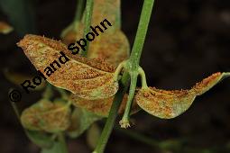 Weiße Schwalbenwurz, Vincetoxicum hirundinaria, Vincetoxicum officinale, Cynanchum hirundinaria, Vincetoxicum hirundinaria, Vincetoxicum officinale, Cynanchum vincetoxicum, Weiße Schwalbenwurz, Asclepiadaceae, mit Rostpilz, Rostpilz Cronartium flaccidum, Uredosporen auf Vincetoxicum hirundinaria, wechselt dann zu Pinus sylvestris Kauf von 01014_vincetoxicum_hirundinaria_dsc_7106.jpg