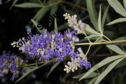 Mönchspfeffer, Keuschlamm, Vitex agnus-castus, Vitex agnus-castus, Mönchspfeffer, Keuschlamm, Verbenaceae, Blühend Kauf von 01017_vitex_agnus-castus_dsc_6805.jpg