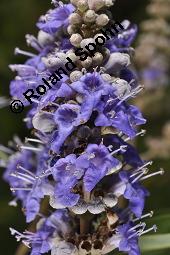 Mönchspfeffer, Keuschlamm, Vitex agnus-castus, Vitex agnus-castus, Mönchspfeffer, Keuschlamm, Verbenaceae, Blühend Kauf von 01017_vitex_agnus-castus_dsc_6895.jpg