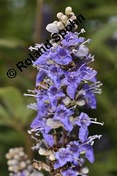 Mönchspfeffer, Keuschlamm, Vitex agnus-castus, Vitex agnus-castus, Mönchspfeffer, Keuschlamm, Verbenaceae, Blühend Kauf von 01017_vitex_agnus-castus_dsc_6897.jpg