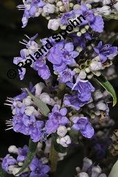 Mönchspfeffer, Keuschlamm, Vitex agnus-castus, Vitex agnus-castus, Mönchspfeffer, Keuschlamm, Verbenaceae, Blühend Kauf von 01017_vitex_agnus-castus_dsc_7099.jpg