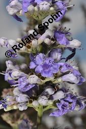 Mönchspfeffer, Keuschlamm, Vitex agnus-castus, Vitex agnus-castus, Mönchspfeffer, Keuschlamm, Verbenaceae, Blühend Kauf von 01017_vitex_agnus-castus_dsc_7101.jpg