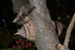 Täuschende Stachelesche, Zanthoxylum simulans, Xanthoxylum simulans, Zanthoxylum simulans, Xanthoxylum simulans, Täuschende Stachelesche, Rutaceae, Bestachelt Kauf von 01022_zanthoxylum_simulans_dsc_7959.jpg