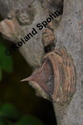 Täuschende Stachelesche, Zanthoxylum simulans, Xanthoxylum simulans, Zanthoxylum simulans, Xanthoxylum simulans, Täuschende Stachelesche, Rutaceae, Bestachelt Kauf von 01022_zanthoxylum_simulans_dsc_7961.jpg