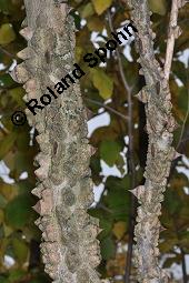 Täuschende Stachelesche, Zanthoxylum simulans, Xanthoxylum simulans, Zanthoxylum simulans, Xanthoxylum simulans, Täuschende Stachelesche, Rutaceae, Bestachelt Kauf von 01022_zanthoxylum_simulans_dsc_7962.jpg