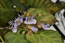 Blauglockenbaum, Paulownie, Paulownia tomentosa, Paulownia imperialis, Paulownia tomentosa, Paulownia imperialis, Blauglockenbaum, Paulownie, Paulowniaceae/Scrophulariaceae, Blühend Kauf von 01179_paulownia_tomentosa_dsc_7973.jpg