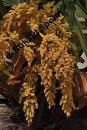 Japanische Hanfpalme, Chinesische Hanfpalme, Trachycarpus fortunei, Chamaerops excelsus, Trachycarpus fortunei, Chamaerops excelsus, Japanische Hanfpalme, Chinesische Hanfpalme, Arecaceae, Blühend Kauf von 01182_trachycarpus_fortunei_dsc_4171.jpg