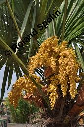 Japanische Hanfpalme, Chinesische Hanfpalme, Trachycarpus fortunei, Chamaerops excelsus, Trachycarpus fortunei, Chamaerops excelsus, Japanische Hanfpalme, Chinesische Hanfpalme, Arecaceae, Blühend Kauf von 01182_trachycarpus_fortunei_dsc_4173.jpg