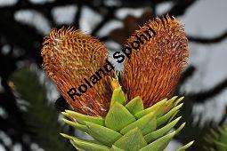 Chilenische Araukarie, Andentanne, Südlandtanne, Araucaria araucana, Araucaria imbricata, Araucaria araucana, Araucaria imbricata, Chilenische Araukarie, Andentanne, Südlandtanne, Araucariaceae, Rinde Kauf von 01192_araucaria_araucana_dsc_2113.jpg