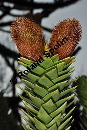 Chilenische Araukarie, Andentanne, Südlandtanne, Araucaria araucana, Araucaria imbricata, Araucaria araucana, Araucaria imbricata, Chilenische Araukarie, Andentanne, Südlandtanne, Araucariaceae, Rinde Kauf von 01192_araucaria_araucana_dsc_2114.jpg