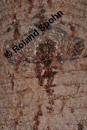 Chilenische Araukarie, Andentanne, Südlandtanne, Araucaria araucana, Araucaria imbricata, Araucaria araucana, Araucaria imbricata, Chilenische Araukarie, Andentanne, Südlandtanne, Araucariaceae, Rinde Kauf von 01192_araucaria_araucana_dsc_7875.jpg