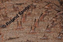 Chilenische Araukarie, Andentanne, Südlandtanne, Araucaria araucana, Araucaria imbricata, Araucaria araucana, Araucaria imbricata, Chilenische Araukarie, Andentanne, Südlandtanne, Araucariaceae, Rinde Kauf von 01192_araucaria_araucana_dsc_7876.jpg