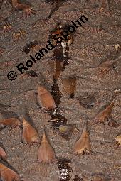 Chilenische Araukarie, Andentanne, Südlandtanne, Araucaria araucana, Araucaria imbricata, Araucaria araucana, Araucaria imbricata, Chilenische Araukarie, Andentanne, Südlandtanne, Araucariaceae, Rinde Kauf von 01192_araucaria_araucana_dsc_7878.jpg