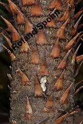 Chilenische Araukarie, Andentanne, Südlandtanne, Araucaria araucana, Araucaria imbricata, Araucaria araucana, Araucaria imbricata, Chilenische Araukarie, Andentanne, Südlandtanne, Araucariaceae, Rinde Kauf von 01192_araucaria_araucana_dsc_7879.jpg