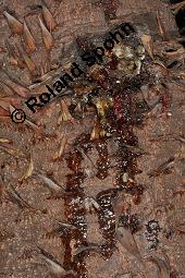 Chilenische Araukarie, Andentanne, Südlandtanne, Araucaria araucana, Araucaria imbricata, Araucaria araucana, Araucaria imbricata, Chilenische Araukarie, Andentanne, Südlandtanne, Araucariaceae, Rinde Kauf von 01192_araucaria_araucana_dsc_7880.jpg